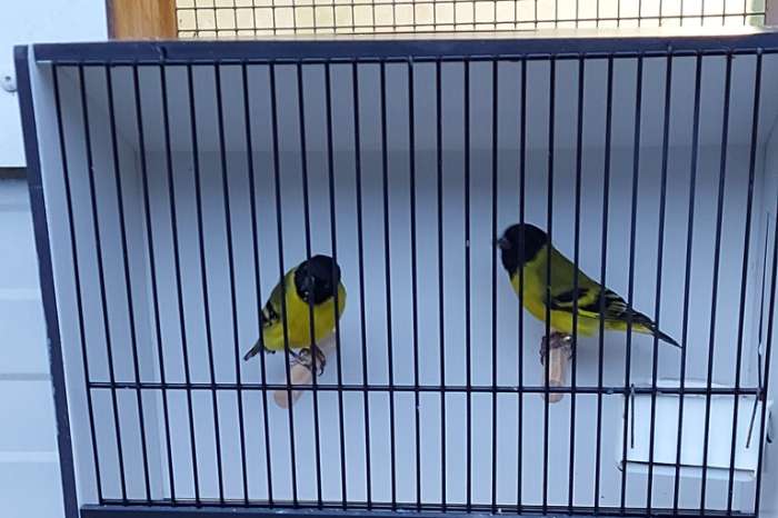 zwartkopsijzen poppen wildkleur 2025