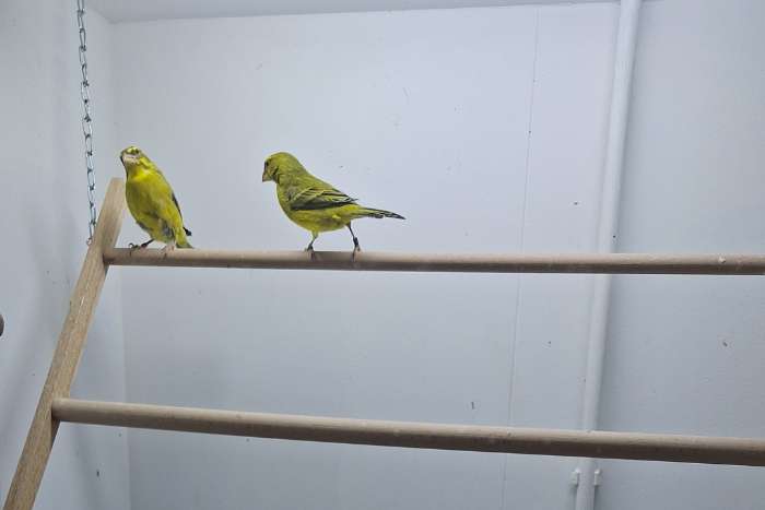 koppel zwavelgele dikbekcini