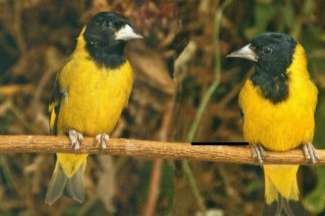 zwartborst sijs man gezocht