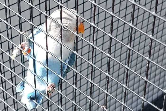 jonge fischerie blauw