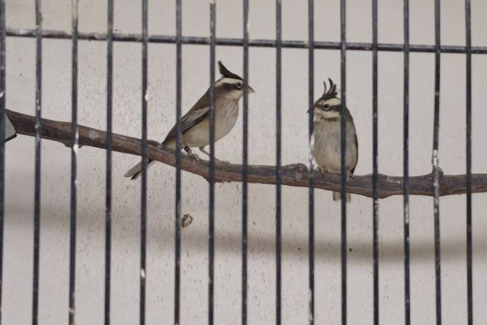 boliviaanse berg kardinalen 1-1