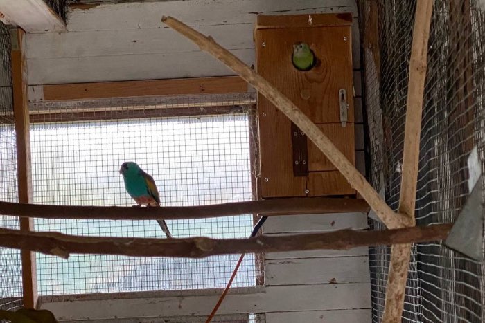 goldschultersittich, geelshouderparkeet,psephotus chrysopterygiu