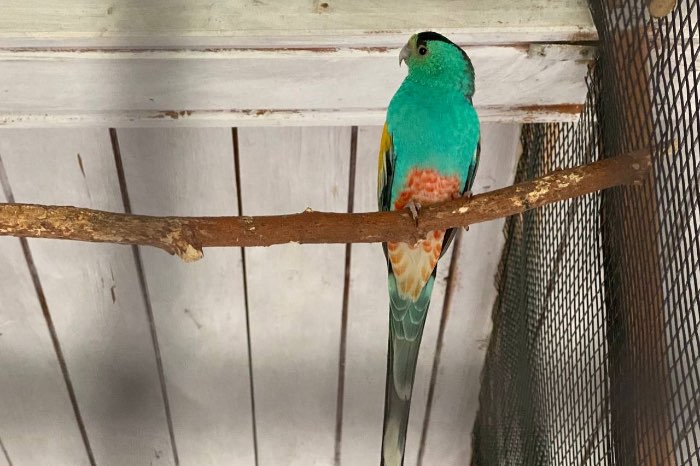 goldschultersittich, geelshouderparkeet,psephotus chrysopterygiu