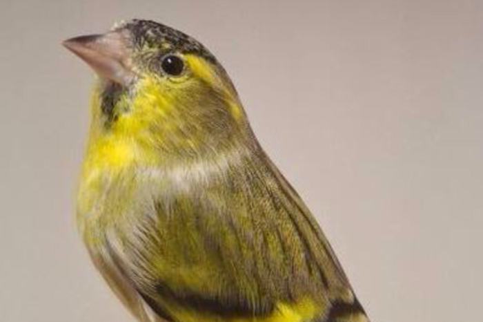 2 mooie wildkleur man sijzen van 2025,correct geringd.