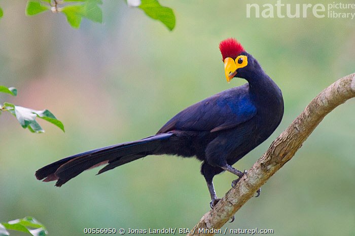 2-0 lady ross toerako (musophaga rossae)