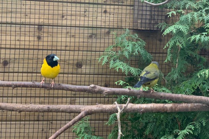 gezocht koppel 1-1 affini appelvinken