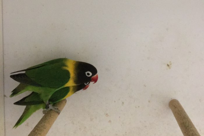 agapornis personatus zuiver groen