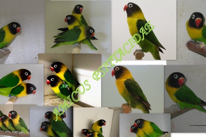 agapornis personatus zuiver groen