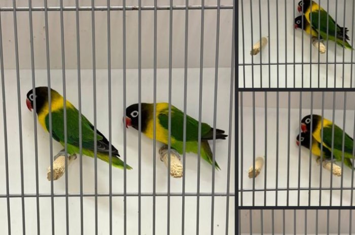 agapornis personatus zuiver groen