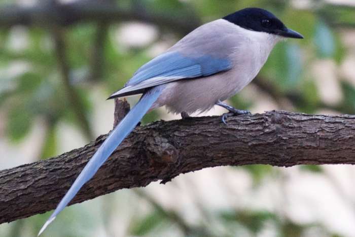 gezocht: 2-0 aziatische blauwe ekster