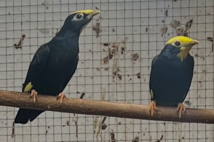 0,1 kroonmaina gezocht