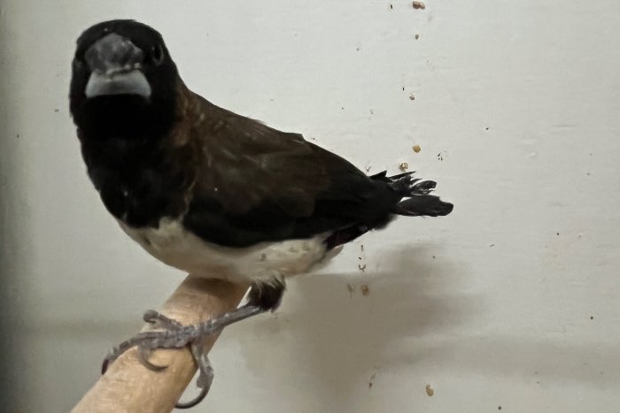 mooi assortiment vogels