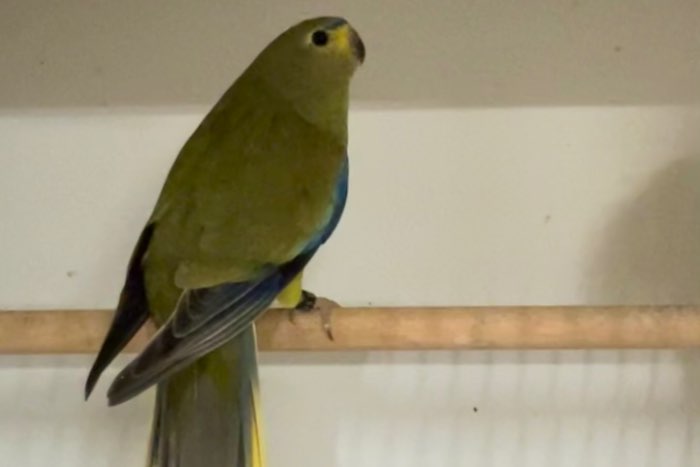 mooi assortiment vogels