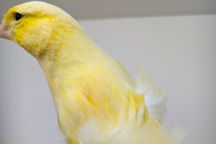 noord hollandse frisé poppen