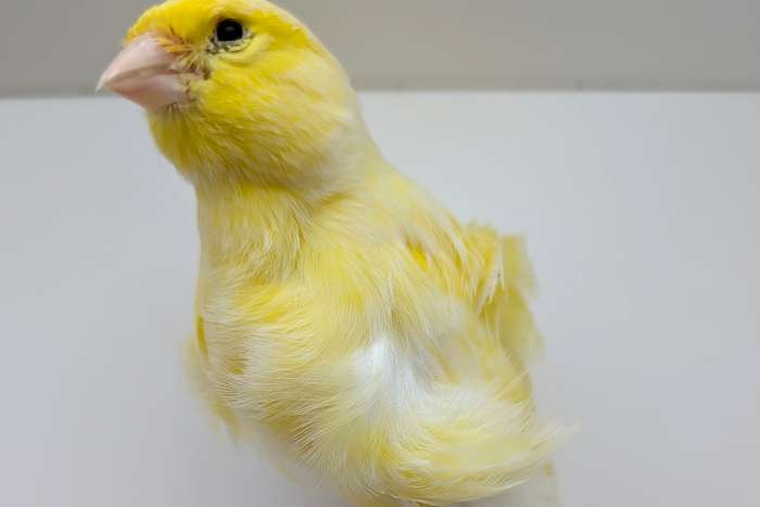 noord hollandse frisé poppen