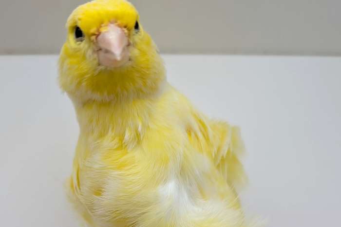 noord hollandse frisé poppen