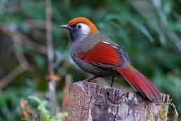 1,0 roodstaartgaailijster trochalopteron milnei garrulax