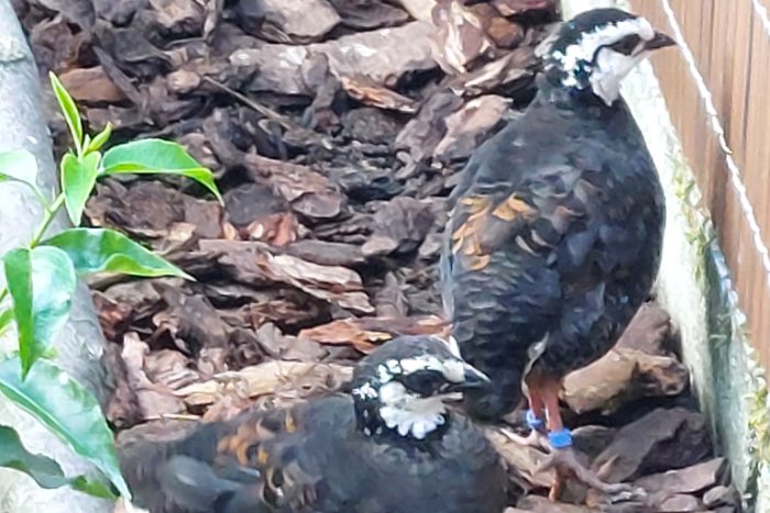 1,1 arborophila orientalis