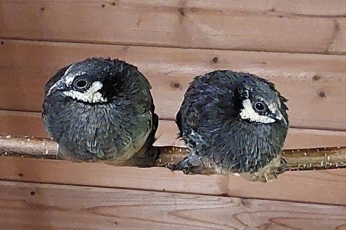 1,1 arborophila orientalis