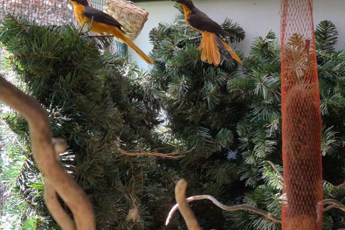 1-1 schubkop lawaaimakers