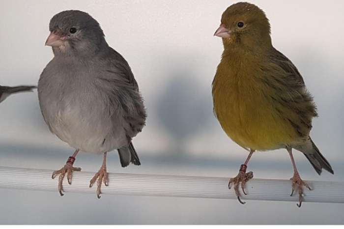 gezocht : 2-2 fife fancy