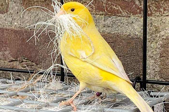 10% korting op alle sharpi nestmateriaal bij kanariefarm.nl