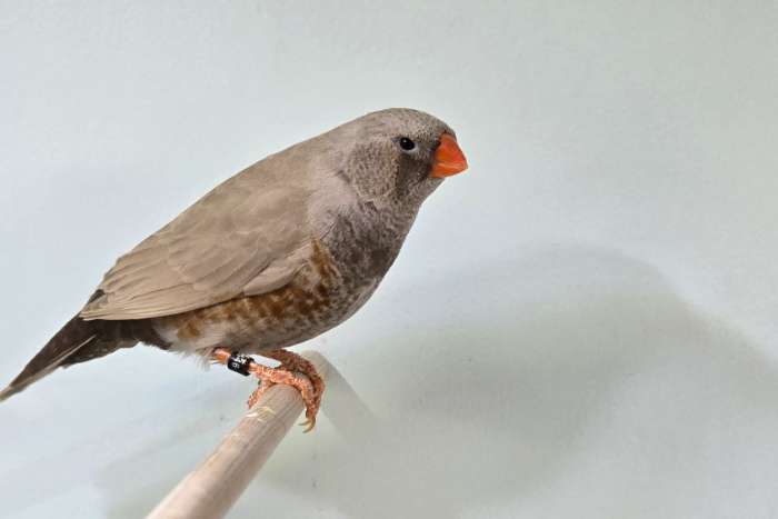 koppel charcoal bruin man x bruine pop