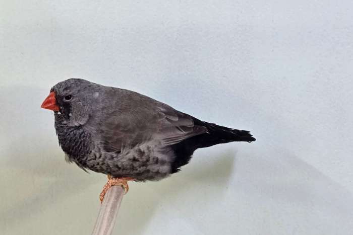 charcoal grijs man x grijze pop