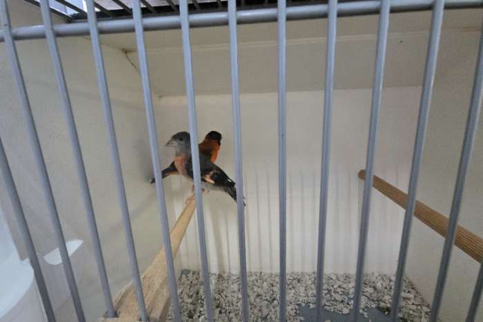 koppel kapoetzensijzen  wildkleur