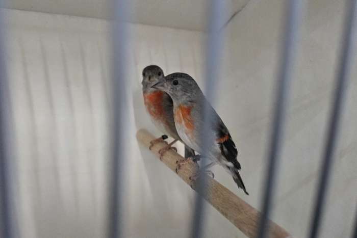 2 poppen kapoetzensijzen