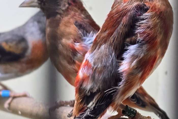 jonge mannen kapoetsensijs