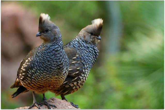 blauwschubben kwartels