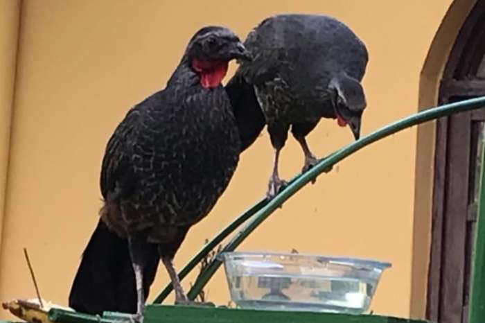 penelope superciliaris