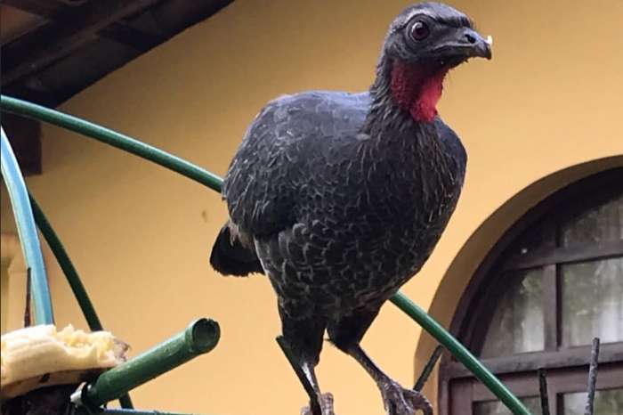 penelope superciliaris