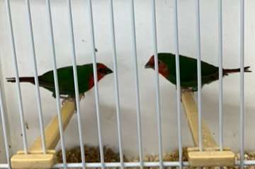 roodkoppapegaaiamadine