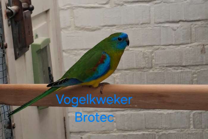 turquoisineparkiet man