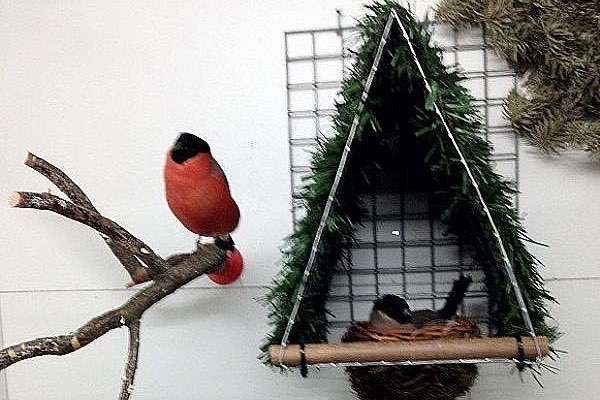 prachtige  wildzang nesten