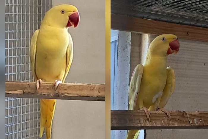 2 forse lutino alexanders mannen 2024 /2025