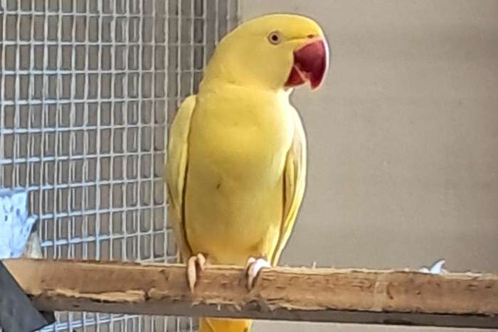 2 forse lutino alexanders mannen 2024 /2025