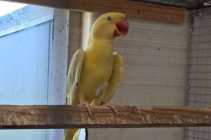 2 forse lutino alexanders mannen 2024 /2025