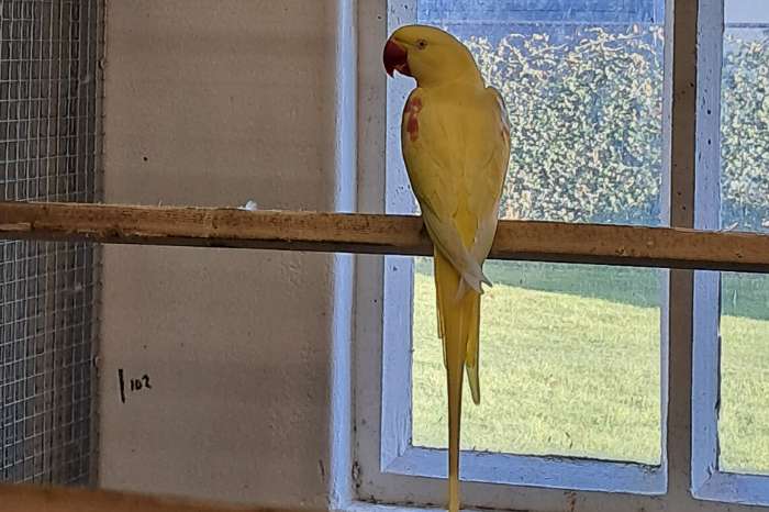 2 forse lutino alexanders mannen 2024 /2025