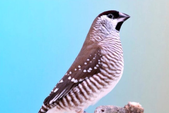 gezocht ceresamadine man