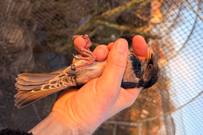 roze spreeuwen ruilen