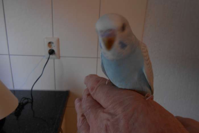 6e jonge grasparkiet uit het blok voor tam maken