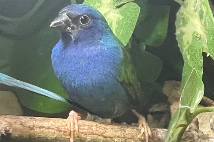 te koop: forbes papegaaiamadine man