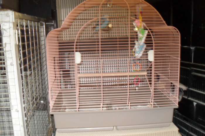 heel veel vogel spullen