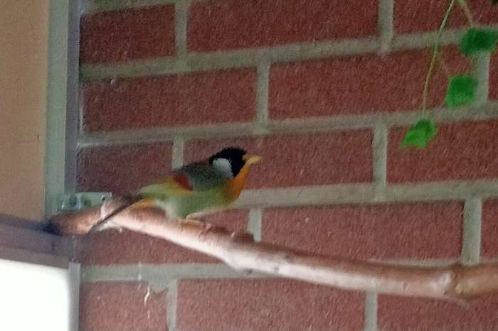 zilveroornachtegaal pop 2021