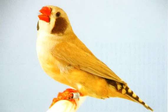 gezocht diverse zebravinken,