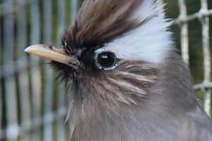 0.1 pop diademtimalie or koppel gezocht