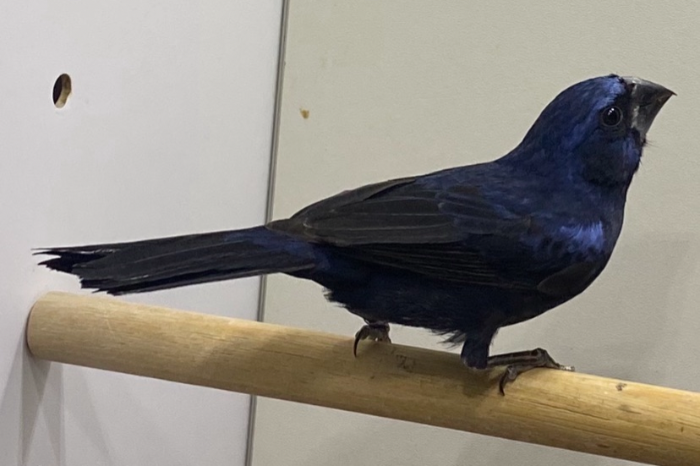 koppel braziliaanse bisschoppen